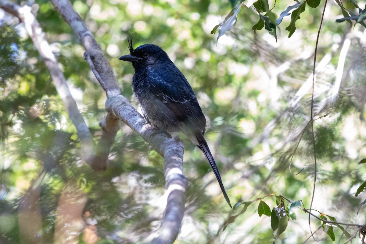 Crested Drongo - ML620142900