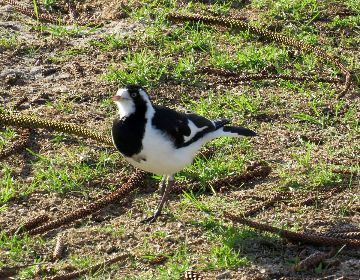 Magpie-lark - Al Zerbe