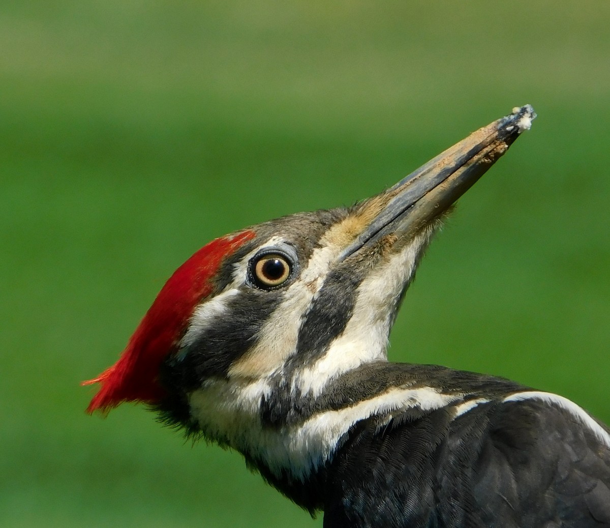 Pileated Woodpecker - ML620142904