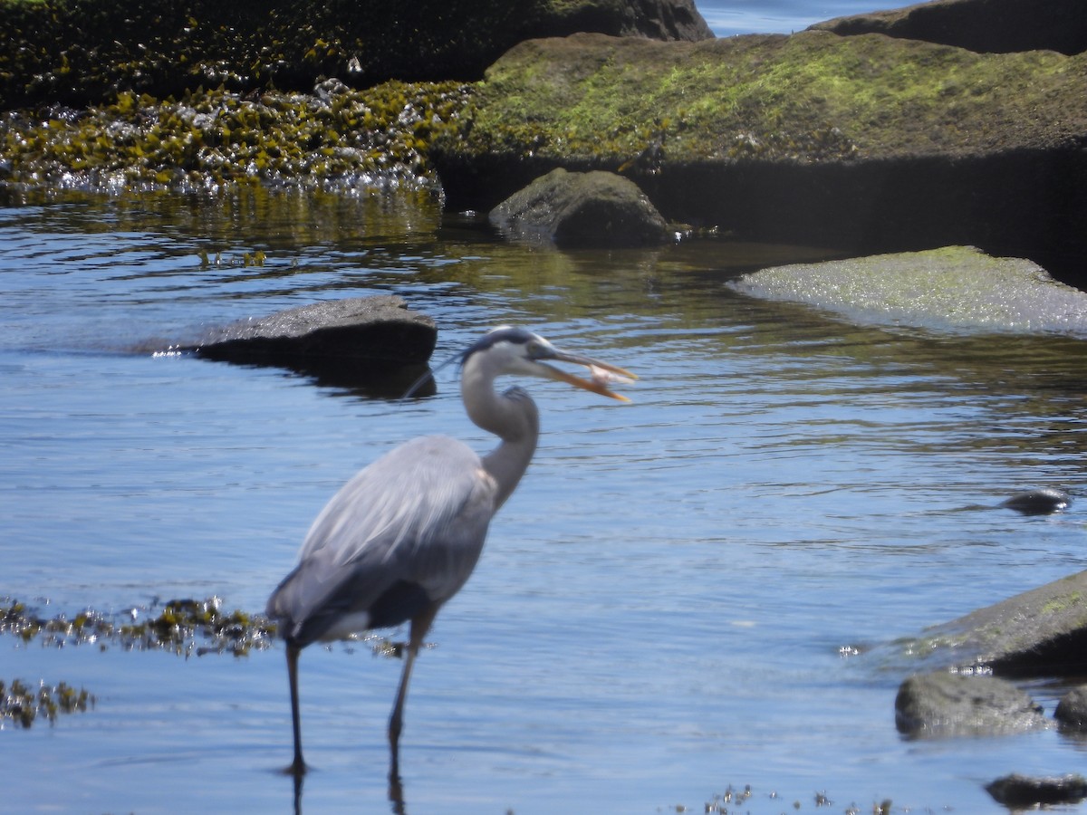 Great Blue Heron - ML620142906