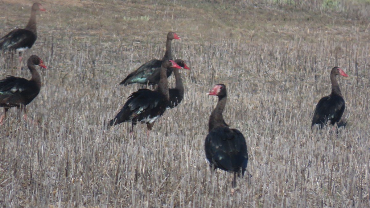 Spur-winged Goose (Southern) - ML620142913