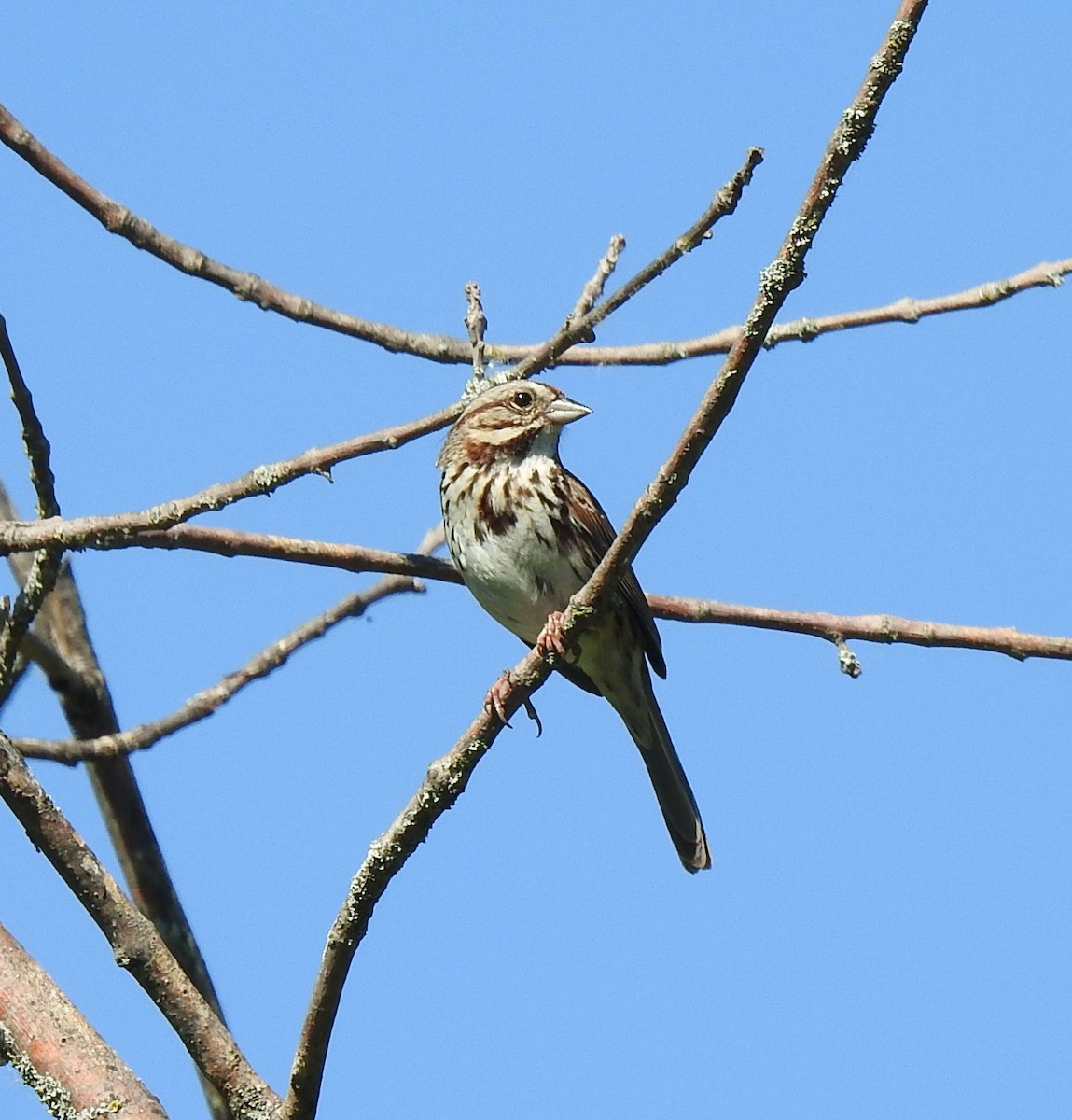 Song Sparrow - ML620142929