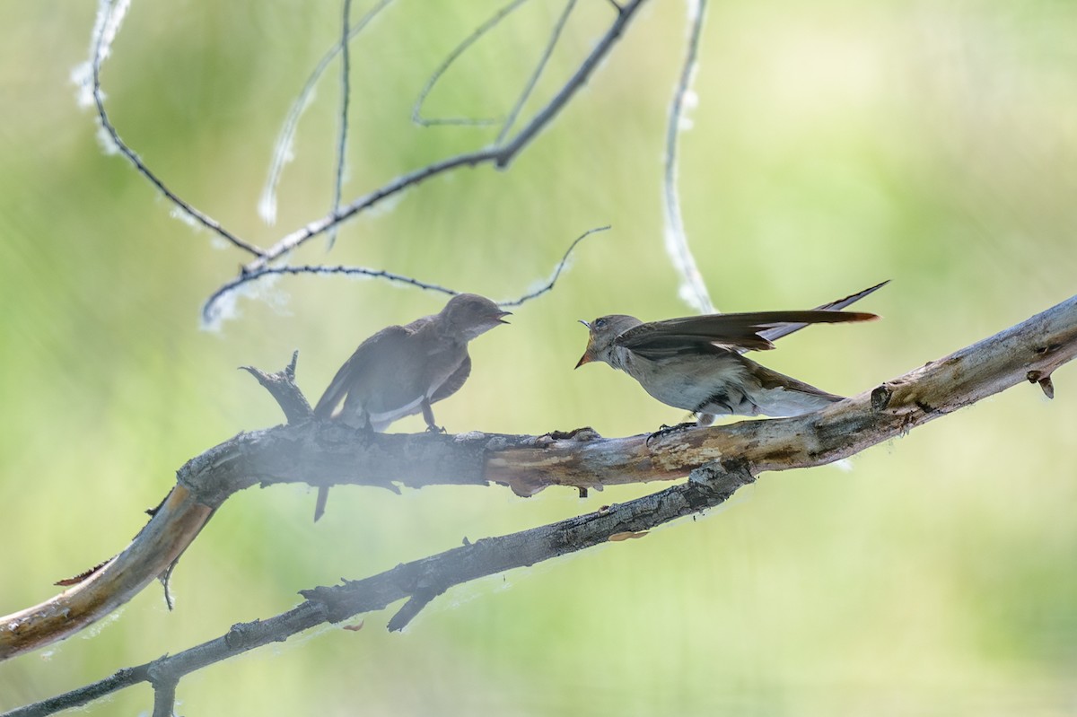 Northern Rough-winged Swallow - ML620142940