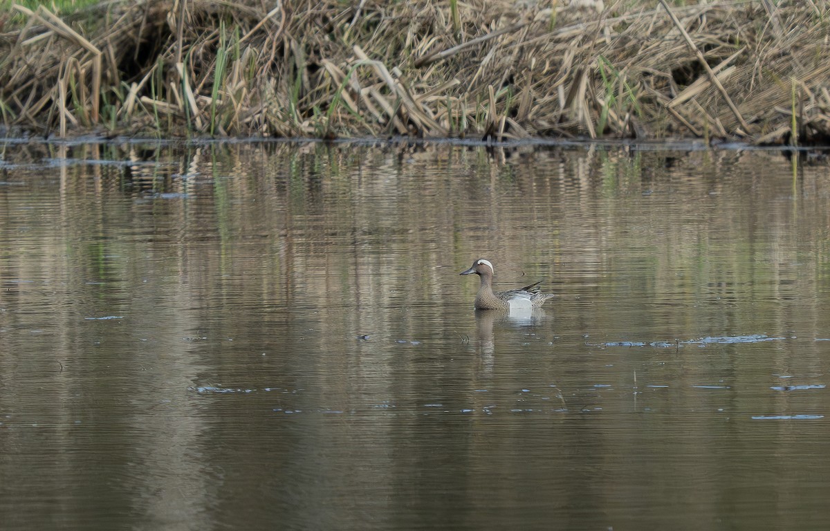 Garganey - ML620142975