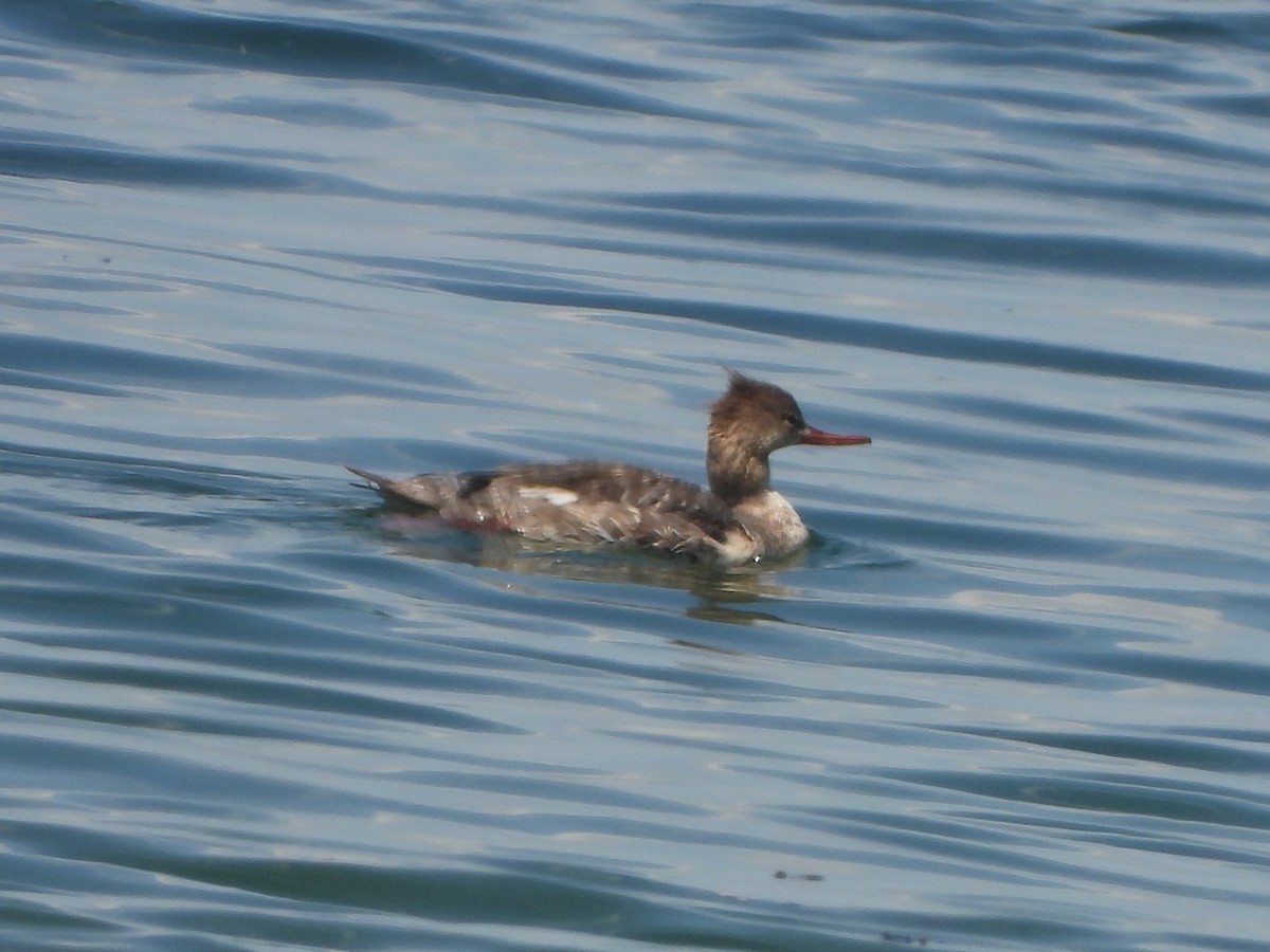 Red-breasted Merganser - jeffrey kramer