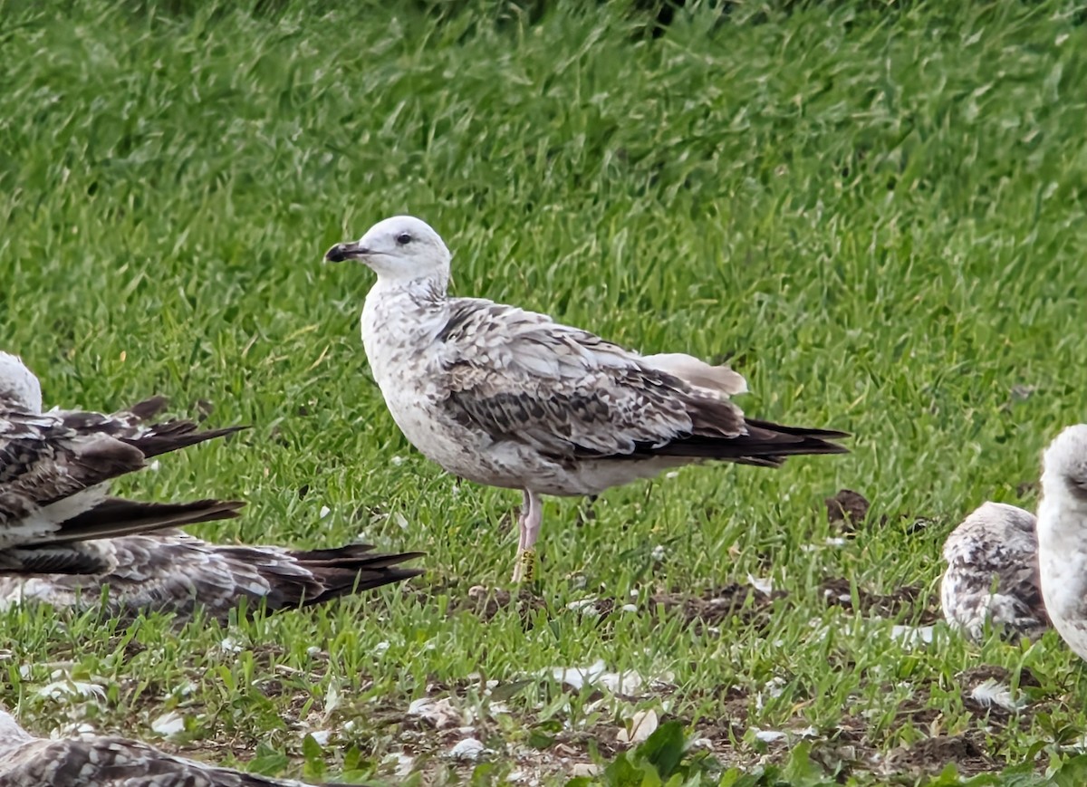 Caspian Gull - Brendan Doe