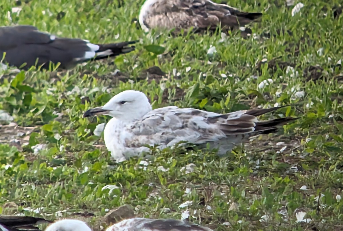 Caspian Gull - ML620142986