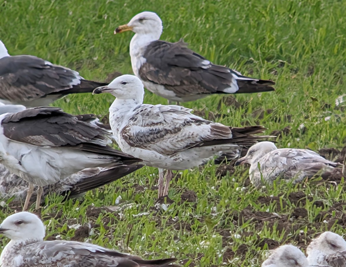 Caspian Gull - ML620142987