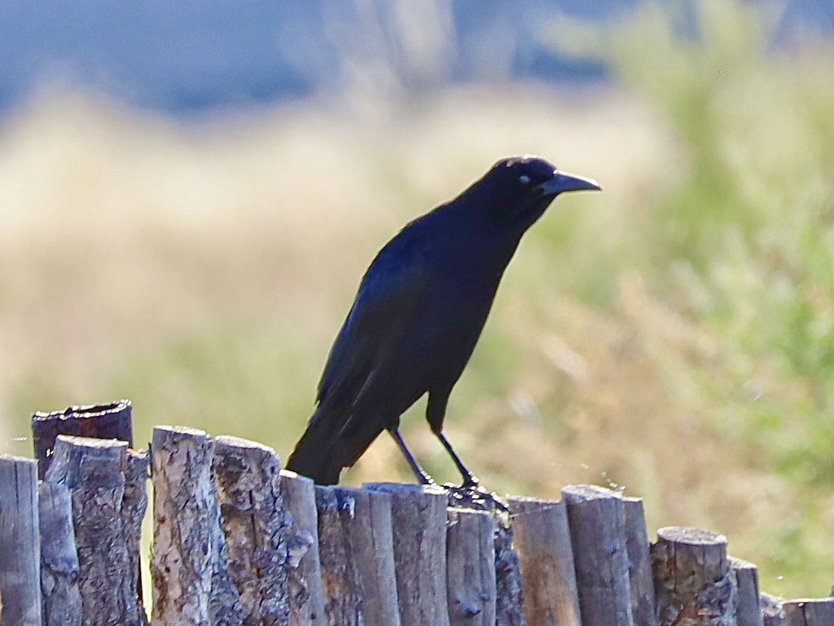 Great-tailed Grackle - ML620142989