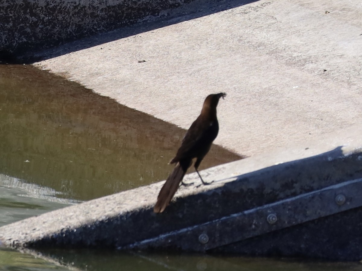 Great-tailed Grackle - ML620142990