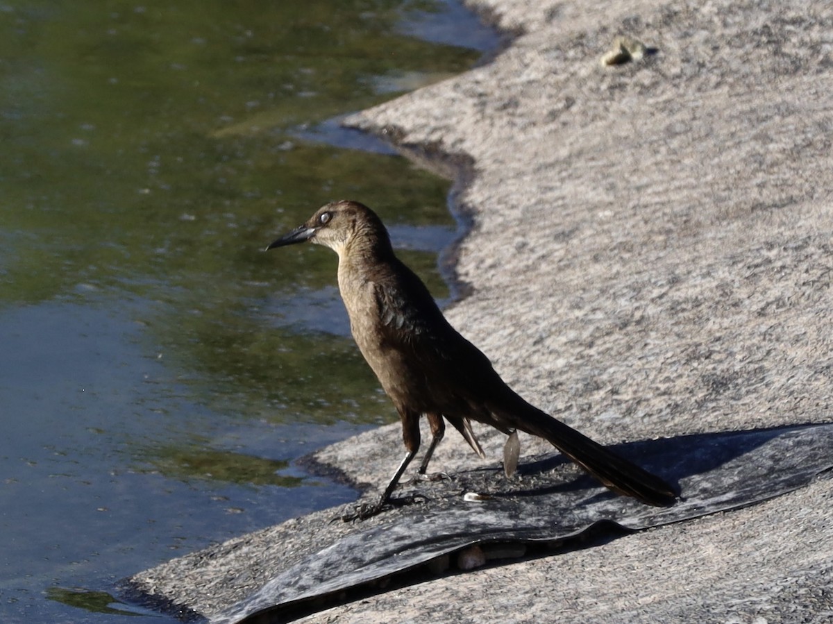Great-tailed Grackle - ML620142991