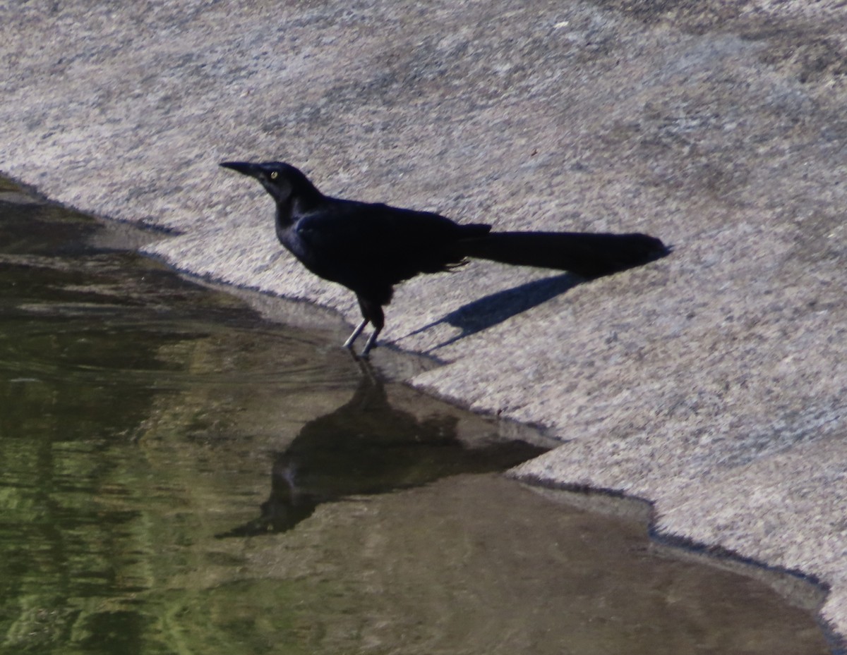Great-tailed Grackle - ML620142993