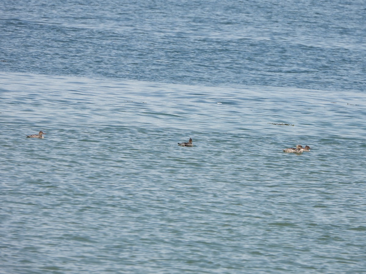 Red-breasted Merganser - ML620142996