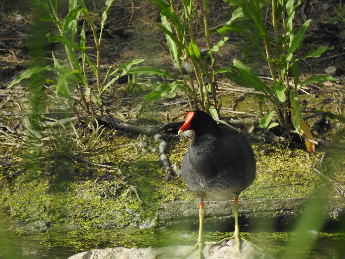 Common Gallinule - Germ Germain