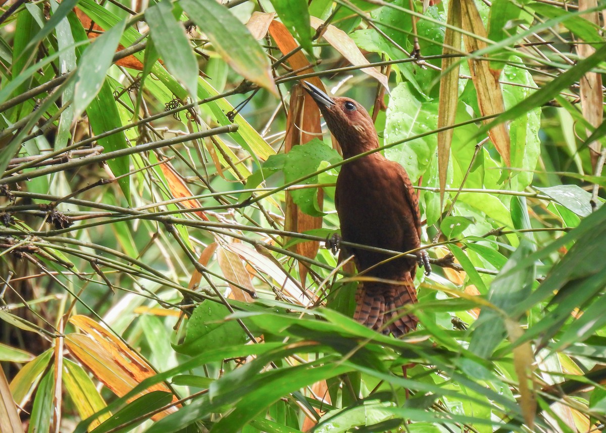 Rufous Woodpecker - ML620143001
