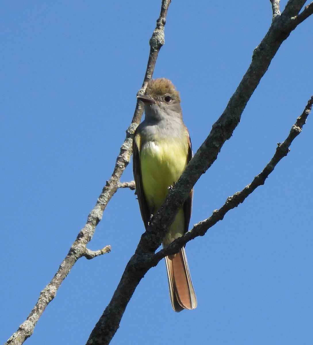 Great Crested Flycatcher - ML620143002