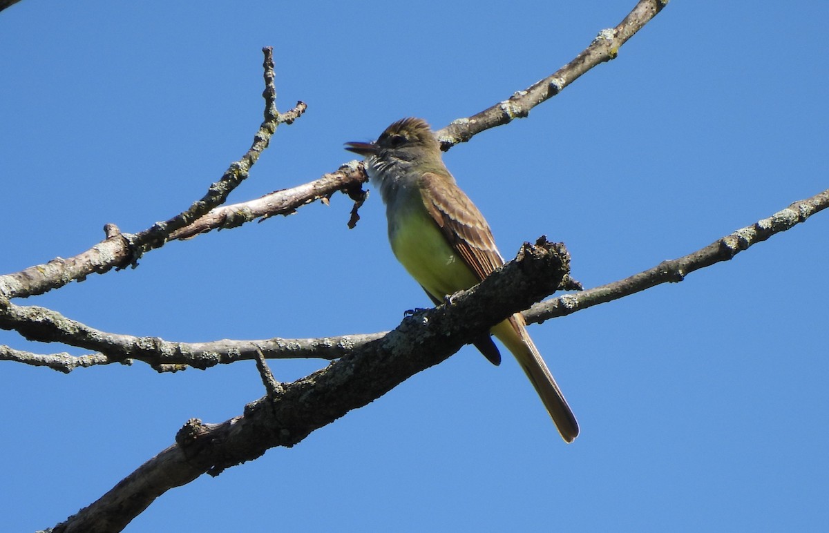 Great Crested Flycatcher - ML620143003