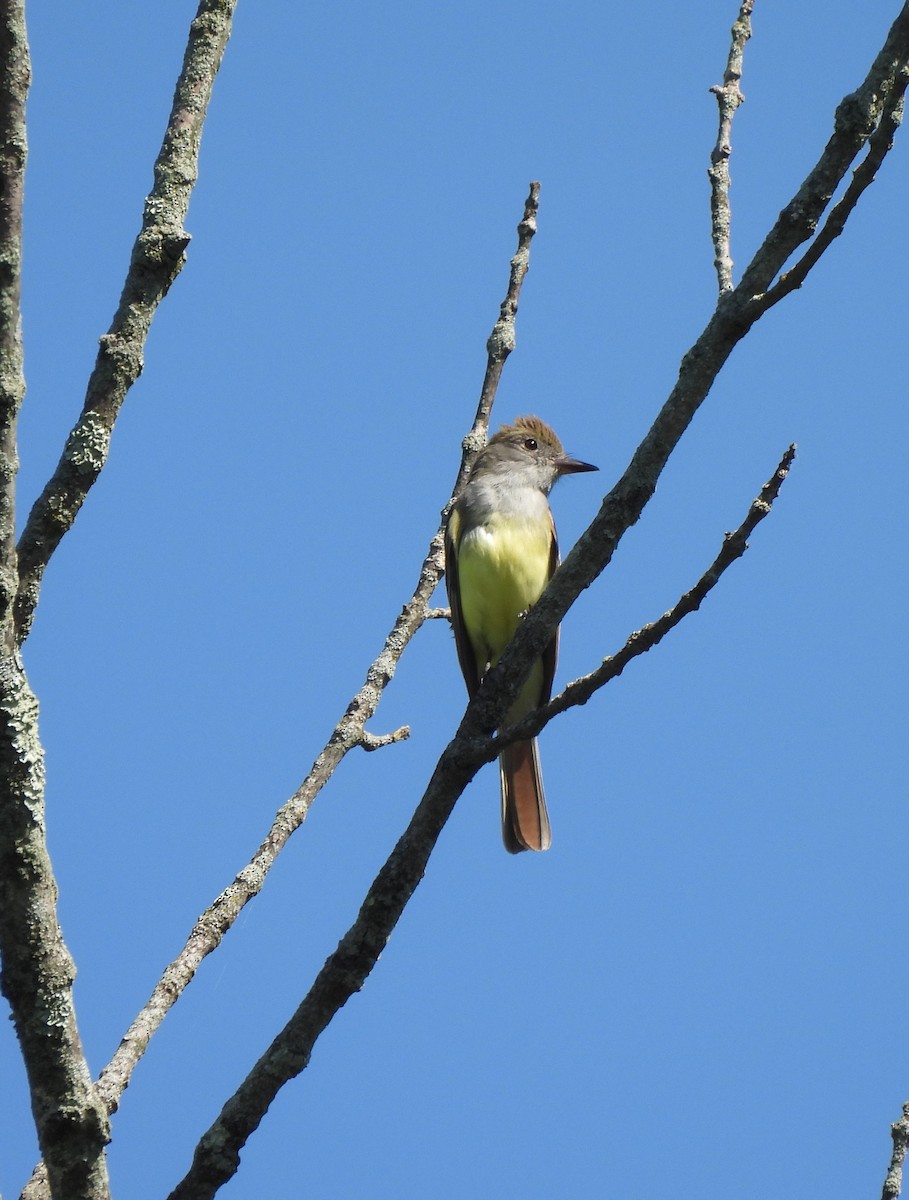 Great Crested Flycatcher - ML620143004