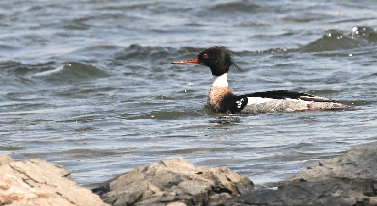 Red-breasted Merganser - ML620143005