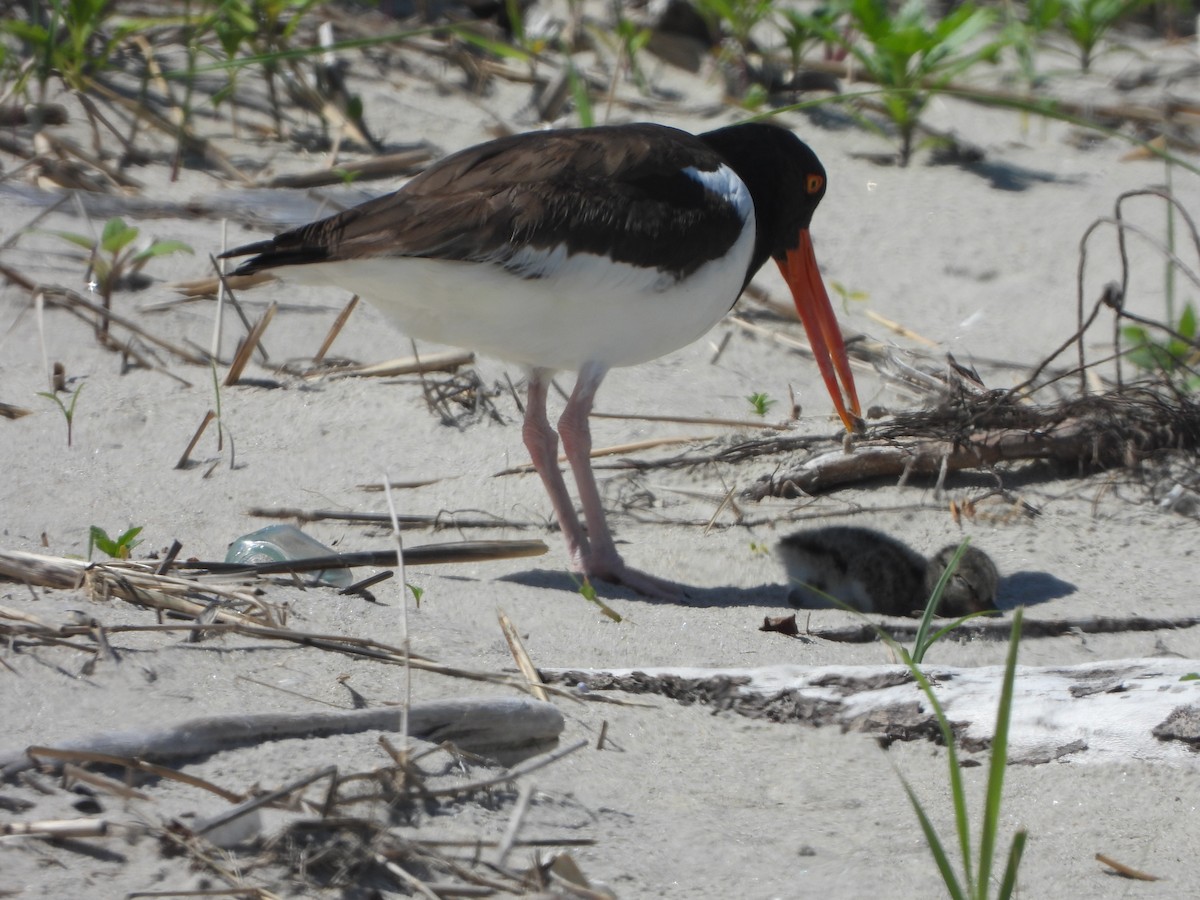 American Oystercatcher - ML620143022