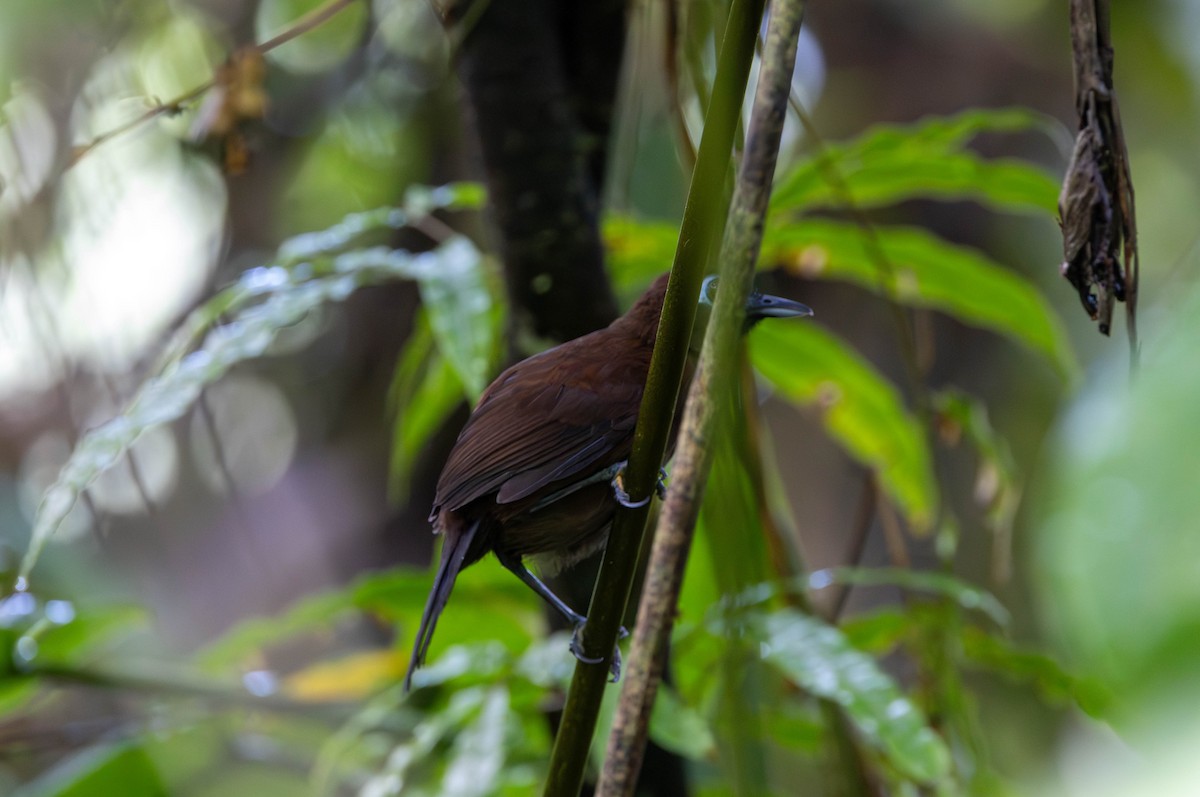 Panamáameisenvogel - ML620143023