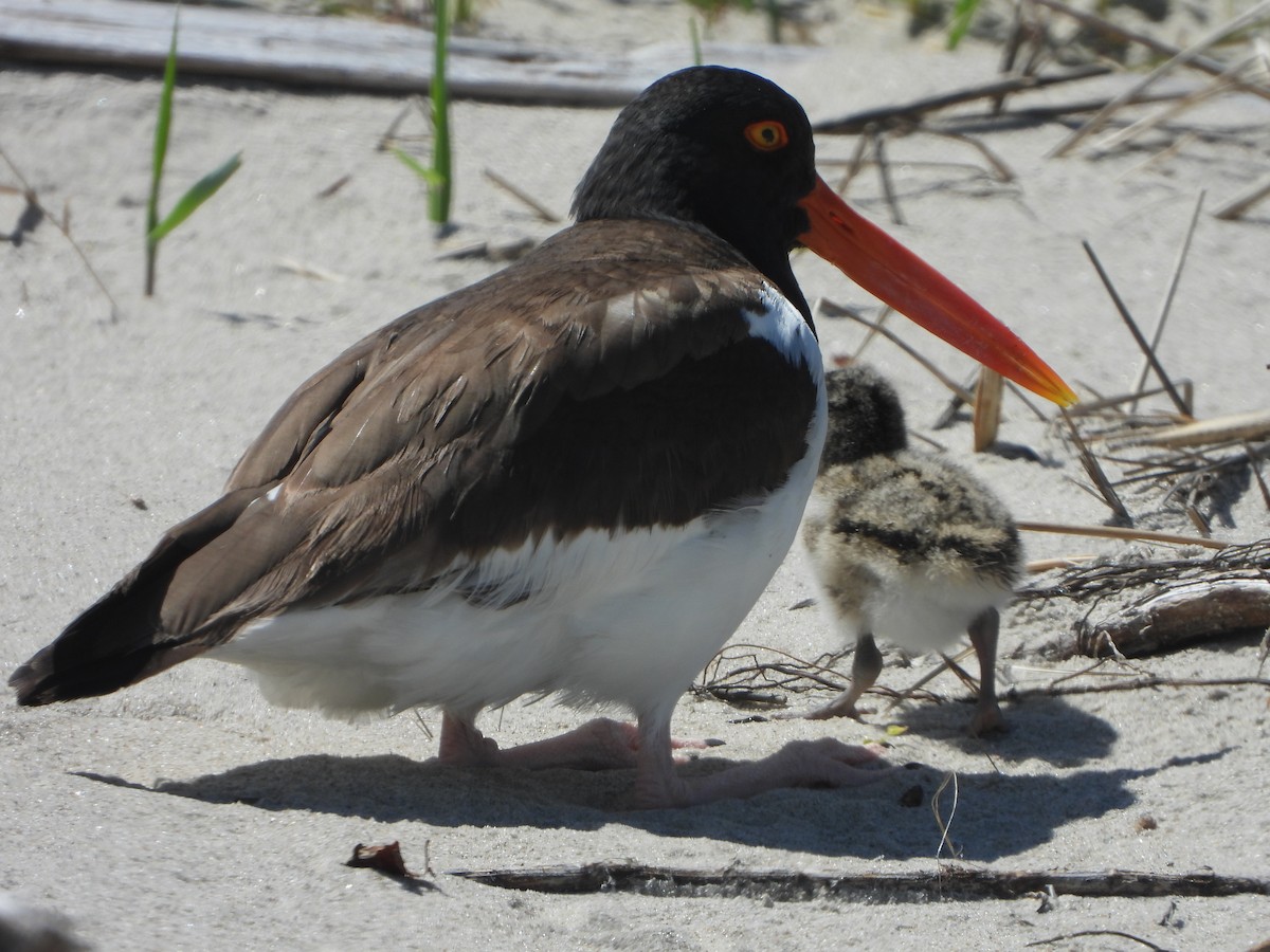 American Oystercatcher - ML620143030