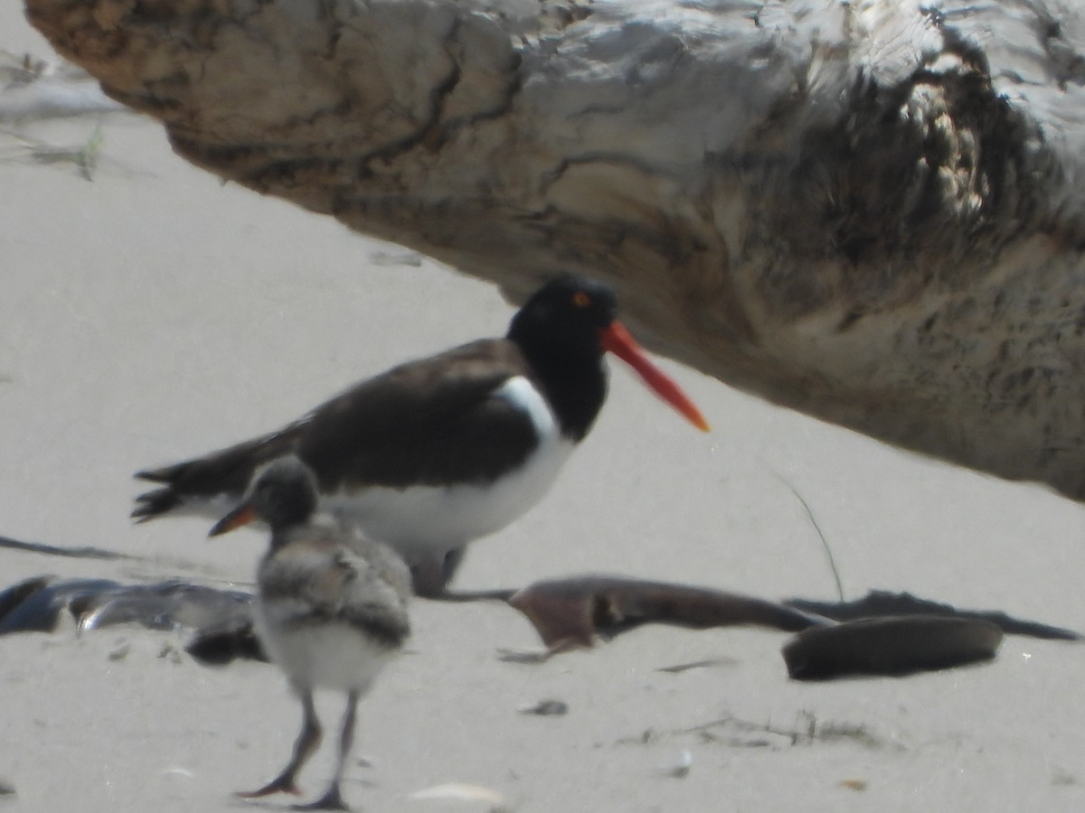 American Oystercatcher - ML620143032