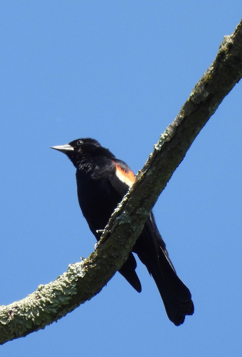 Red-winged Blackbird (Red-winged) - ML620143038