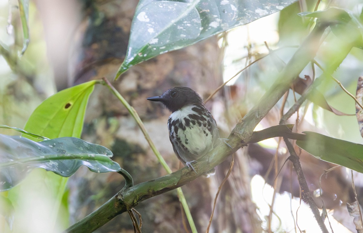 Spotted Antbird - ML620143039
