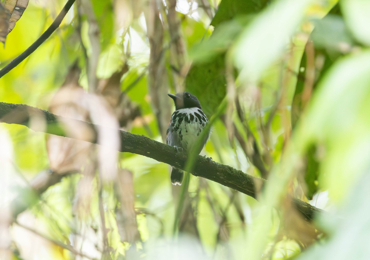 Spotted Antbird - ML620143040