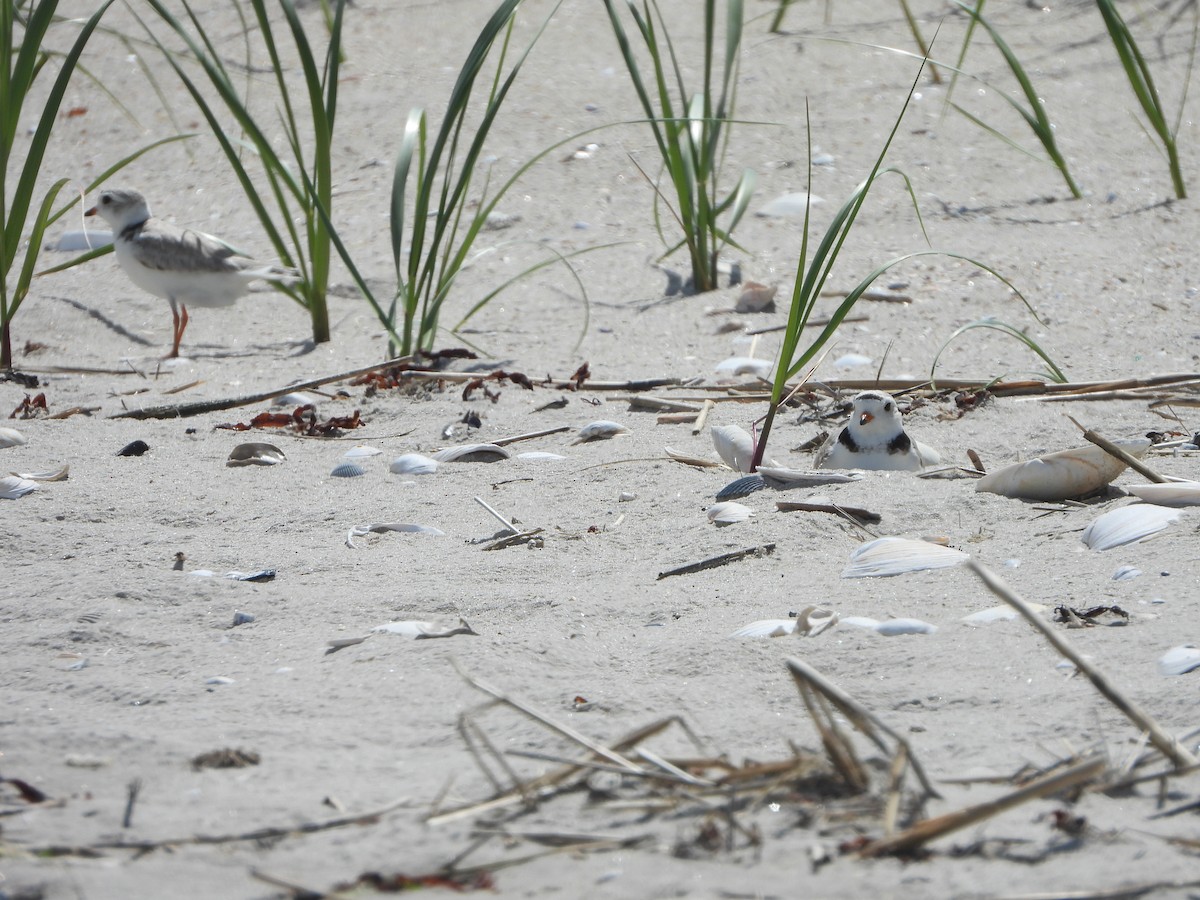 Piping Plover - ML620143044