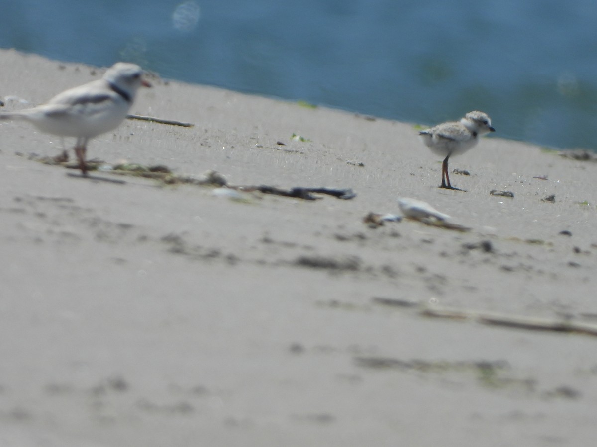 Piping Plover - ML620143050