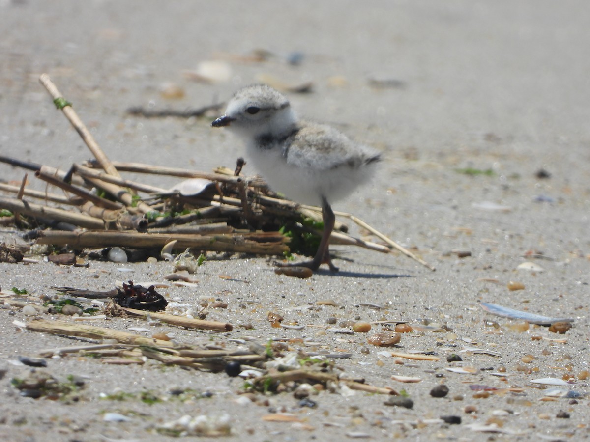 Piping Plover - ML620143052