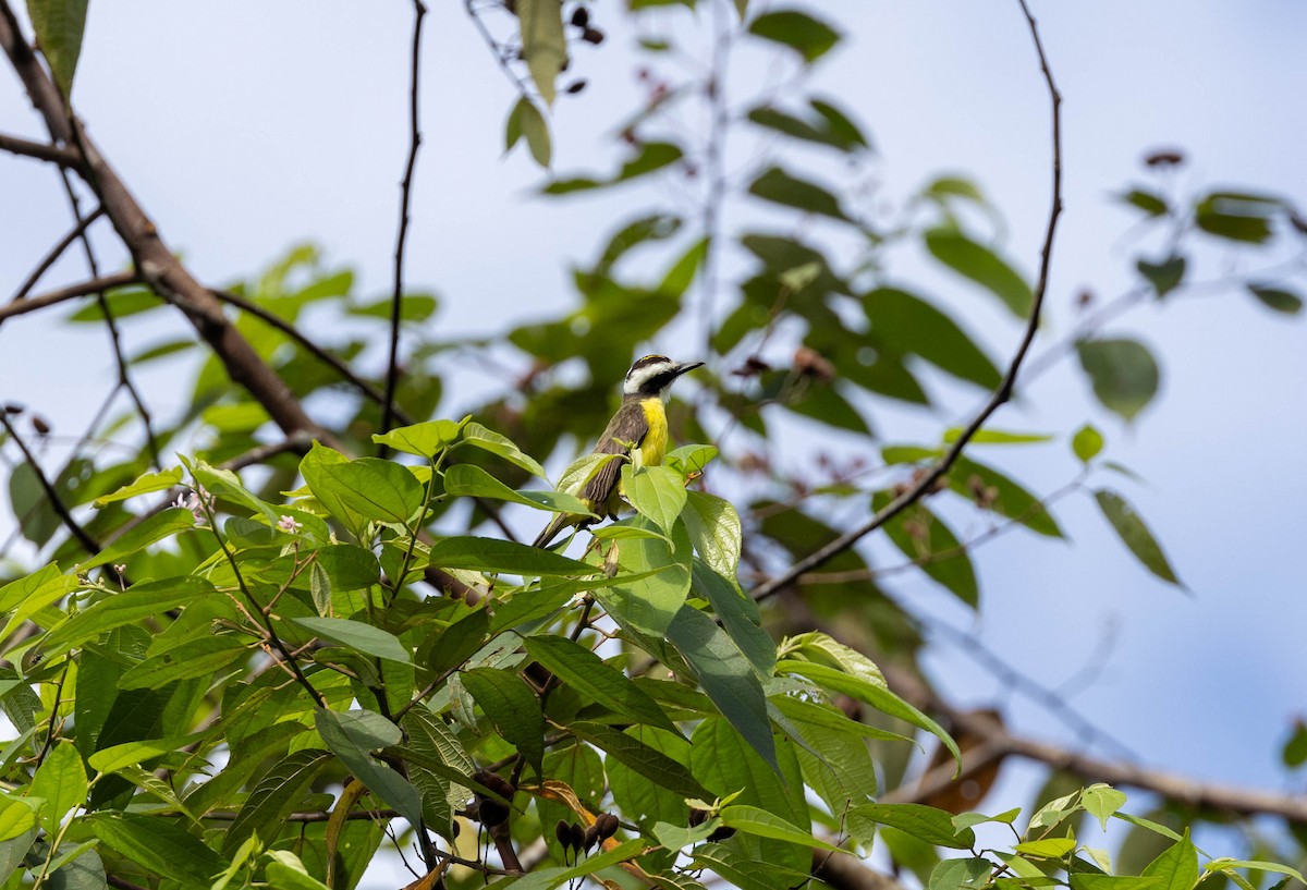 White-ringed Flycatcher - ML620143056