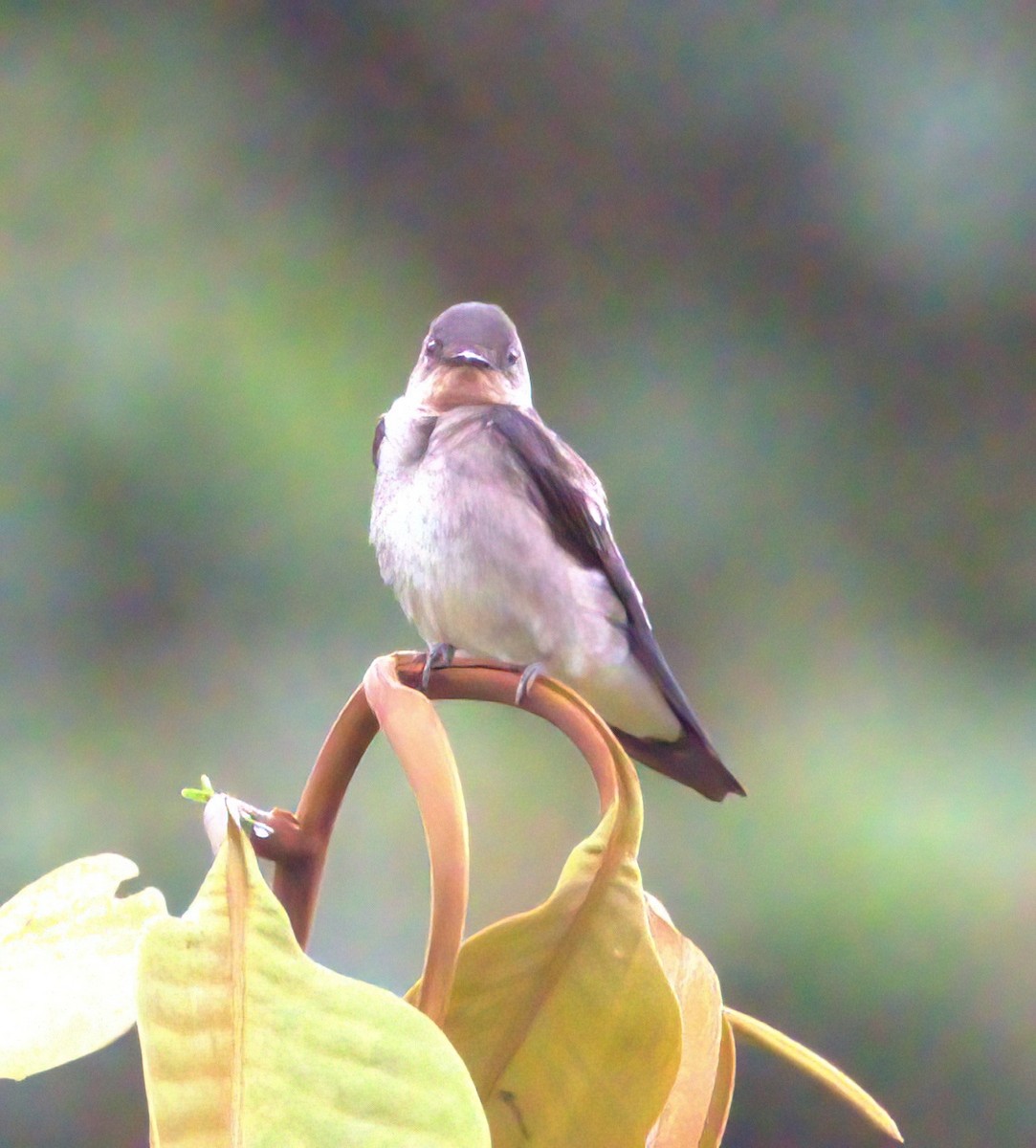 Southern Rough-winged Swallow - ML620143058