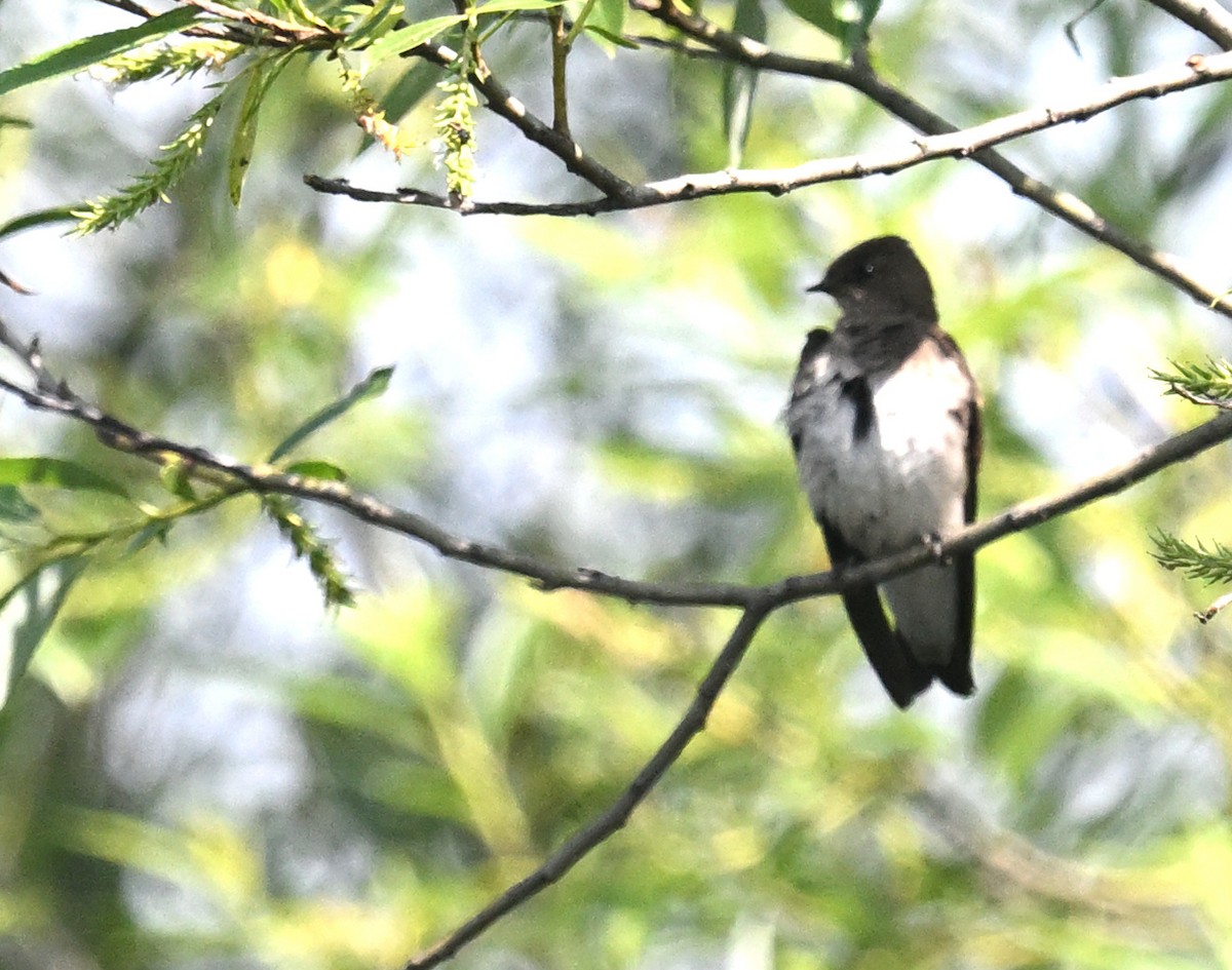 Northern Rough-winged Swallow - ML620143066