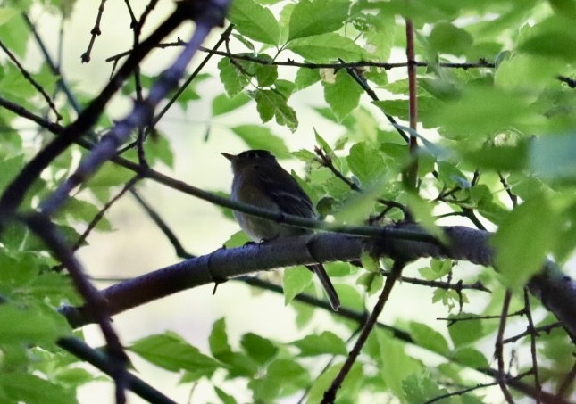 Western Flycatcher - ML620143076