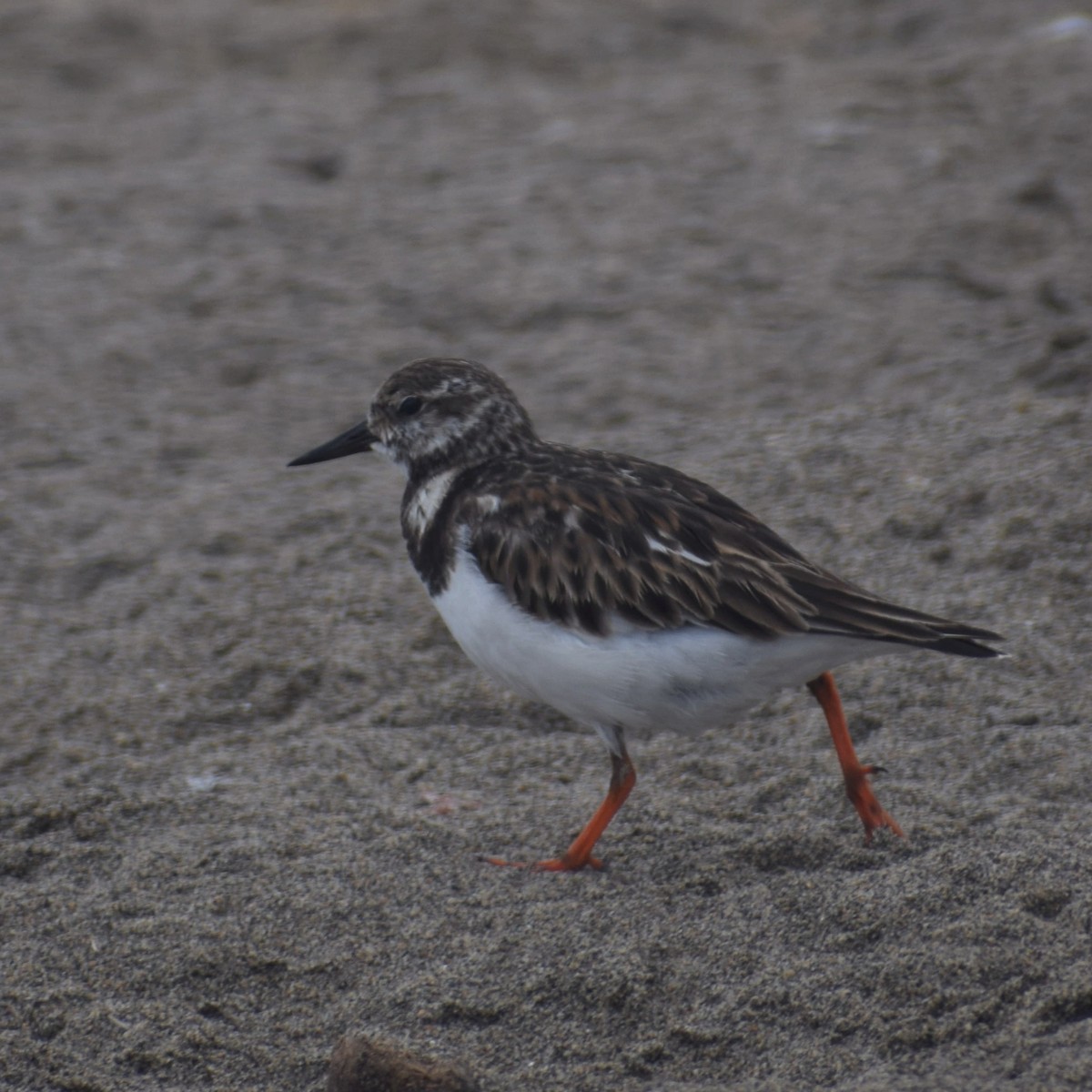 Ruddy Turnstone - ML620143077