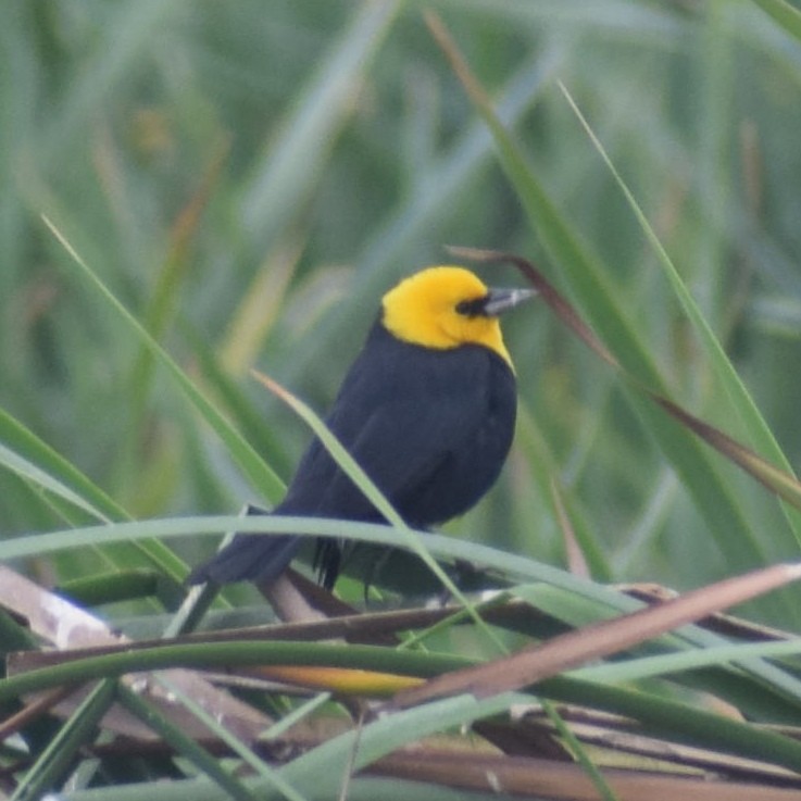 Yellow-hooded Blackbird - ML620143099