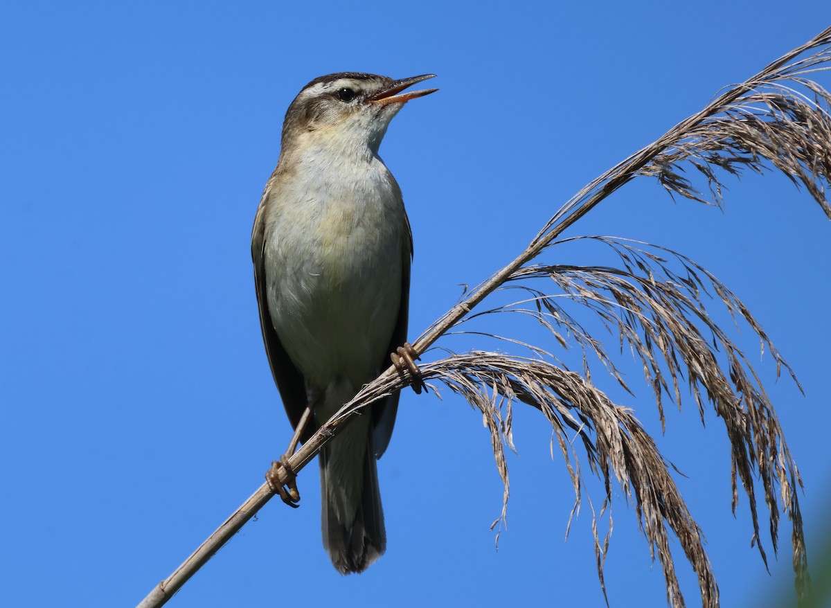 Sedge Warbler - ML620143101