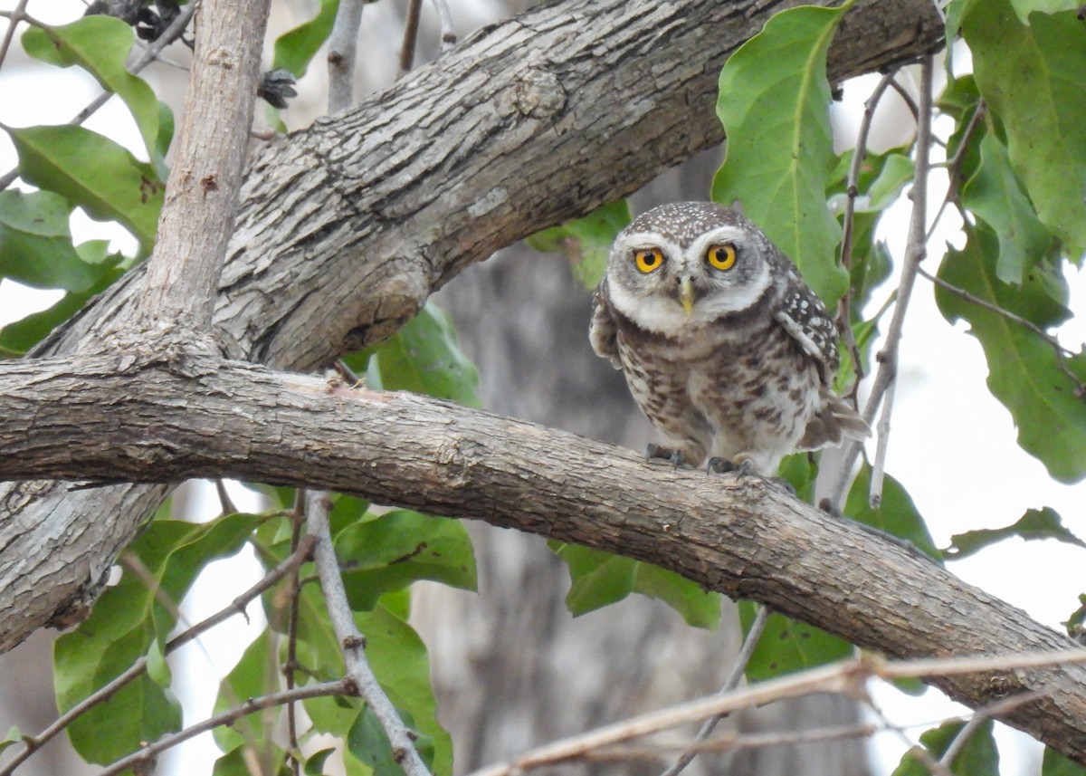Spotted Owlet - ML620143102