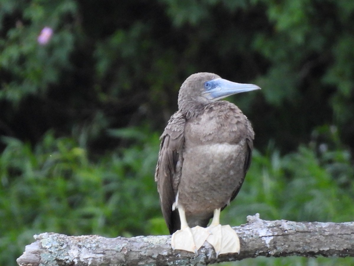 Brown Booby - ML620143123