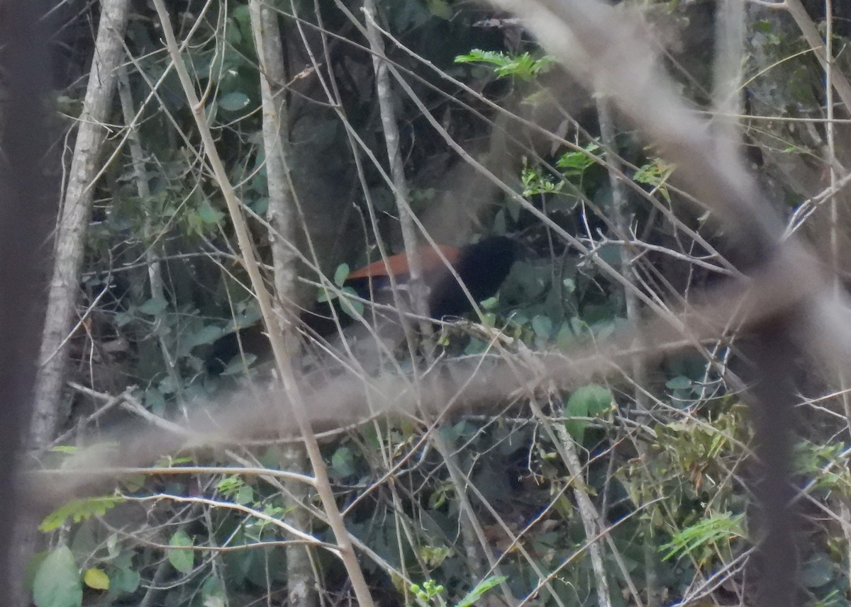 Lesser Coucal - ML620143124