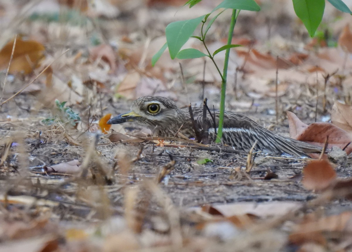 Indian Thick-knee - ML620143126