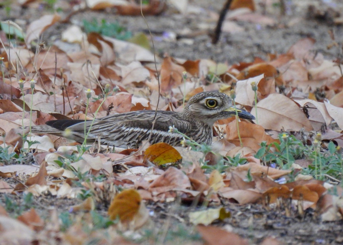 Indian Thick-knee - ML620143127