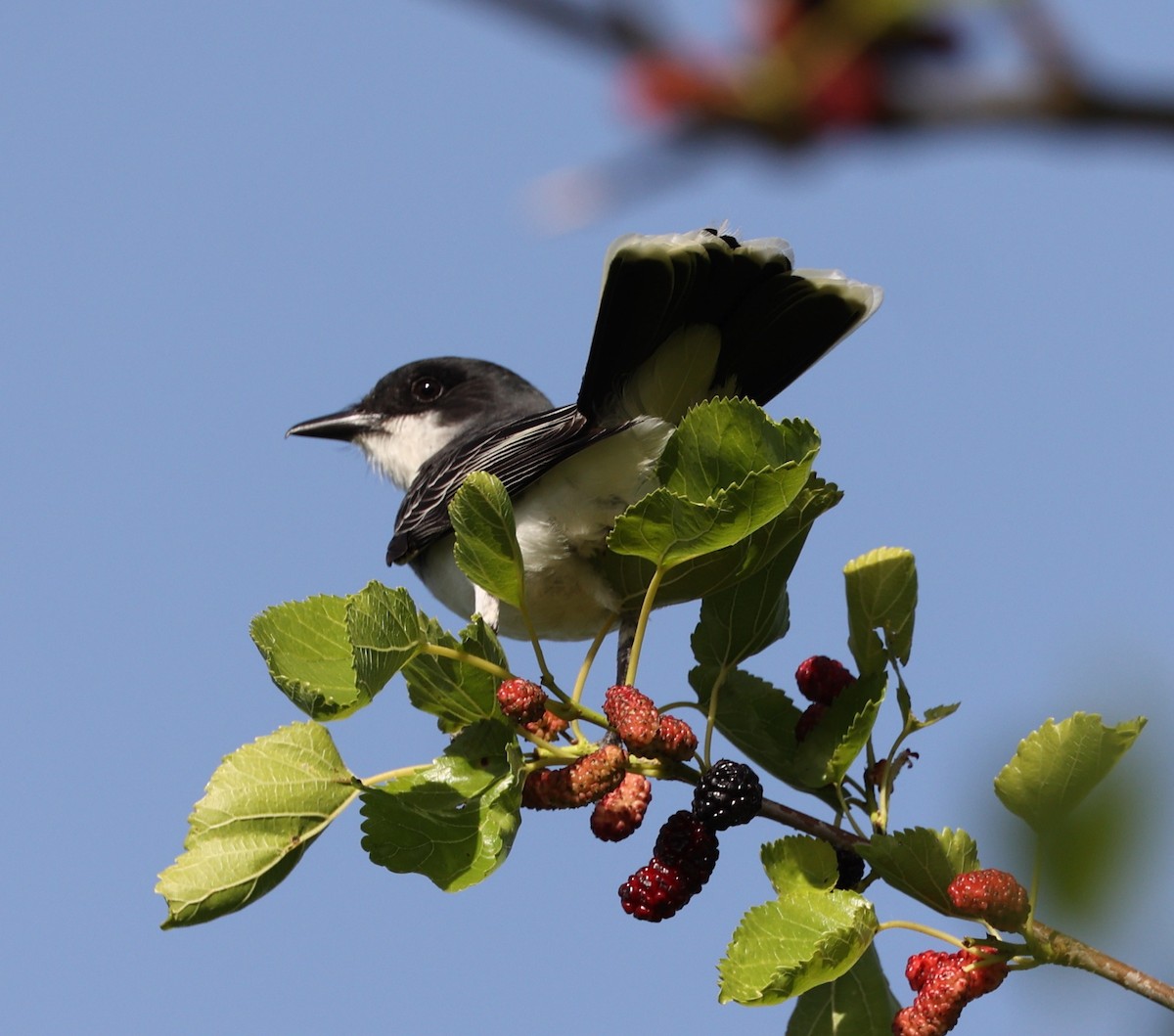 Eastern Kingbird - ML620143130