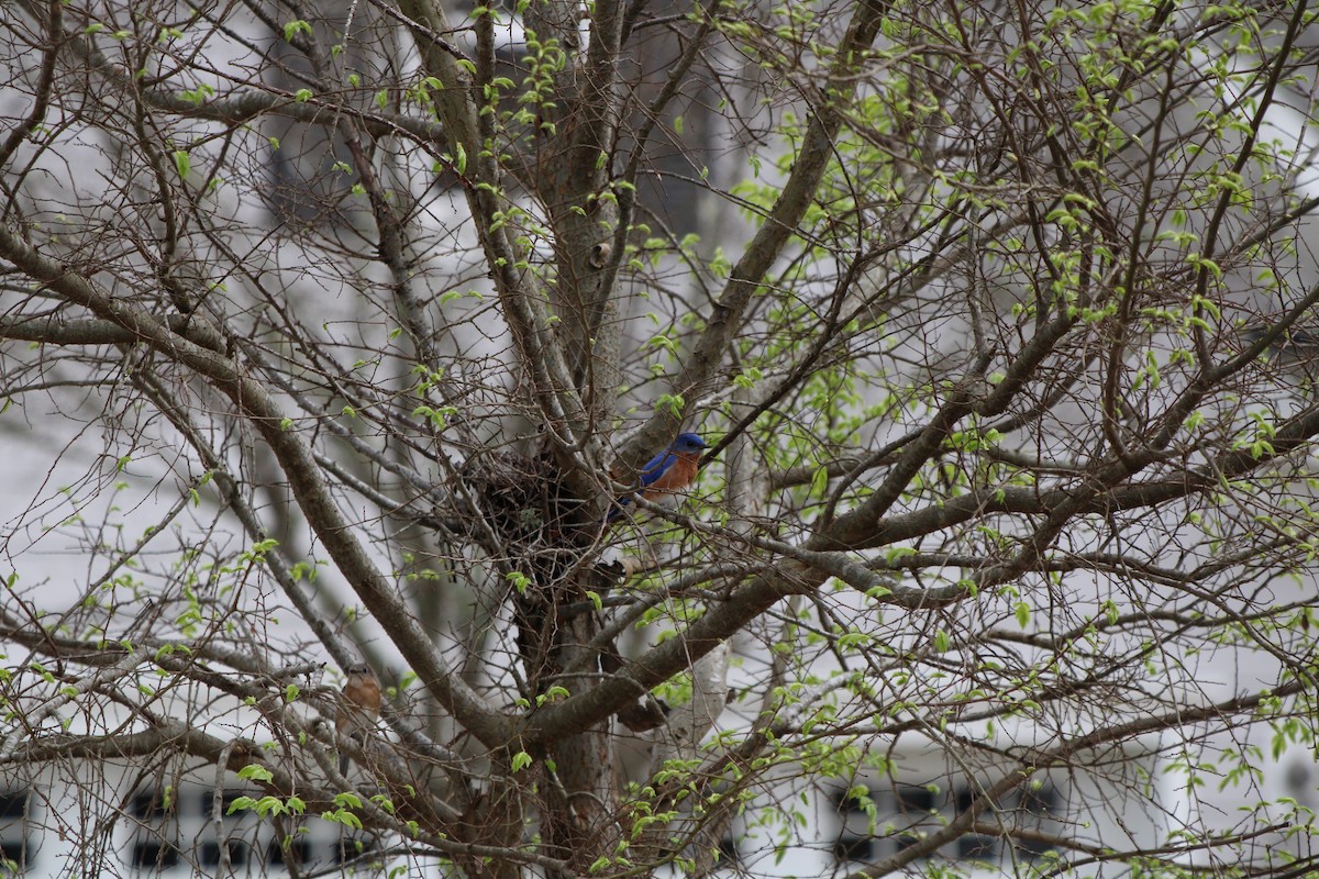 Eastern Bluebird - ML620143147