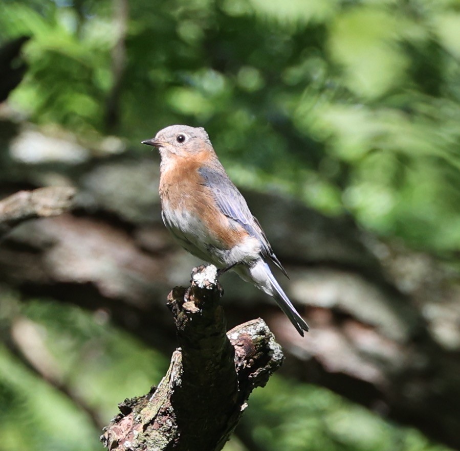 Eastern Bluebird - ML620143149