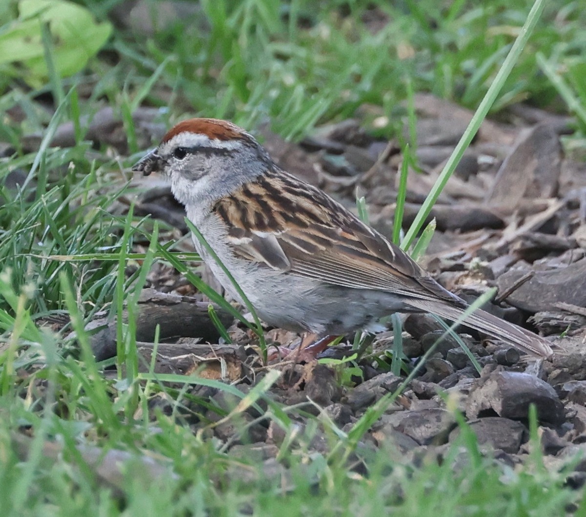 Chipping Sparrow - ML620143169