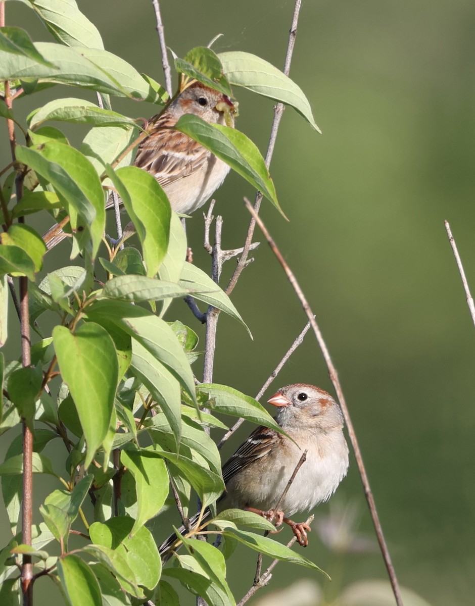 Field Sparrow - ML620143175